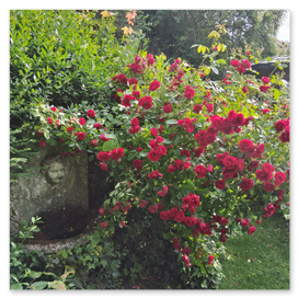 Rose Flammentanz am Engelbrunnen