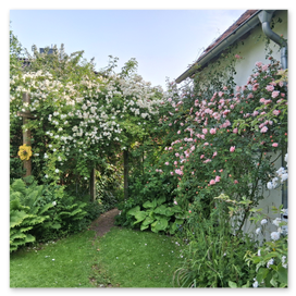 Ramblerrosen im Gastgarten