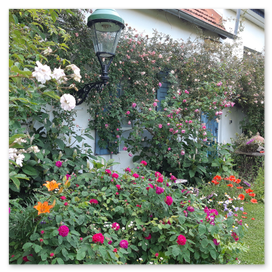 Ansicht der Wand mit Ramblerrosen und Laterne