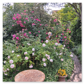 Die kletterrose New Dawn