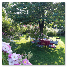 Alter Kirschbaum und Rosen